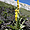 Belle fleur du parc national du Pirin