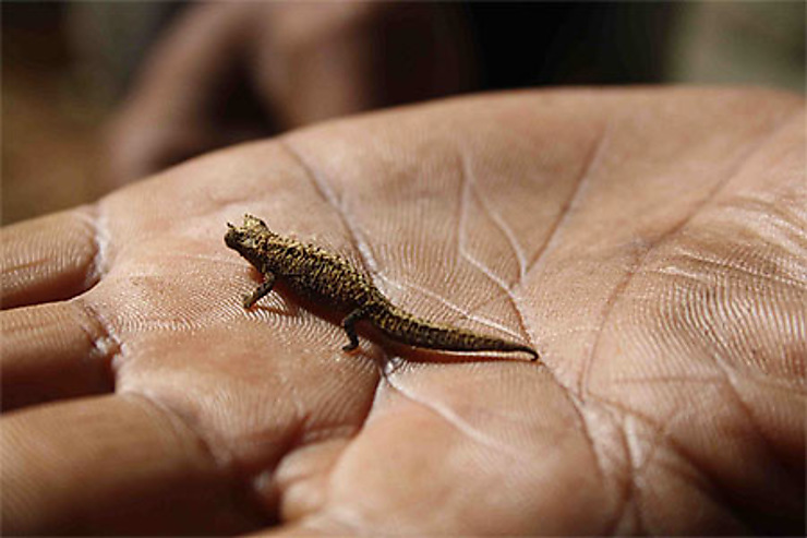 Le plus petit : Reptiles : Animaux : Caméléons : Animaux : Animaux ...