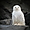 Harfang des neiges (Bubo Scandicus)