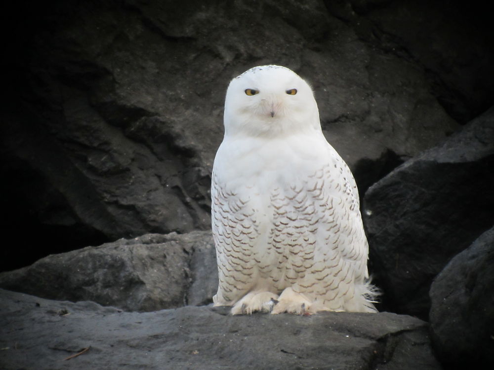 Harfang des neiges (Bubo Scandicus)