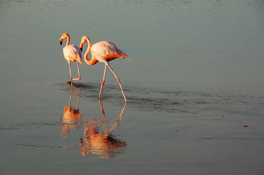 Flamants roses