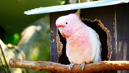 Bird World Kuranda - Perruche