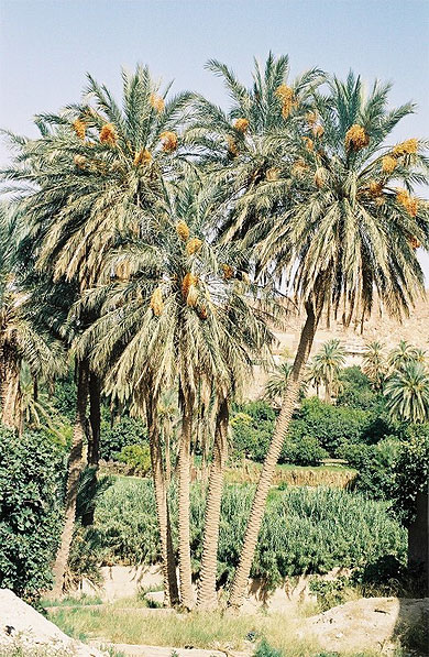 Palmeraie de Bou-Saâda Palmeraie de Bou-Saâda