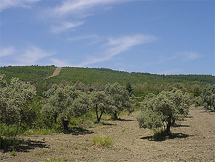 Paysage avec oliviers