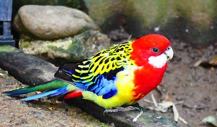 Bird World Kuranda - Perruche omnicolore