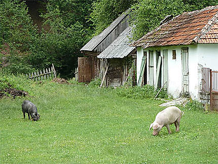 Encore des cochons près de Sarmizegetuza Regia