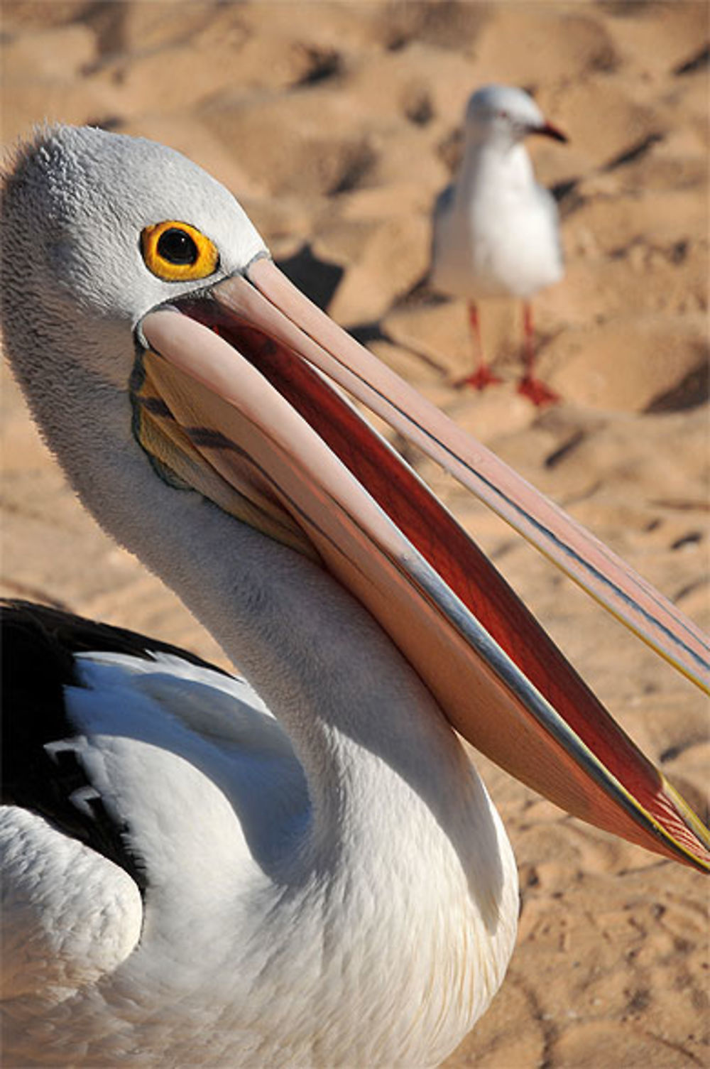 Pélican australien