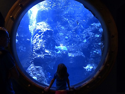 L'aquarium de Saint-Gilles 