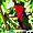 Bird World Kuranda - Perruche  