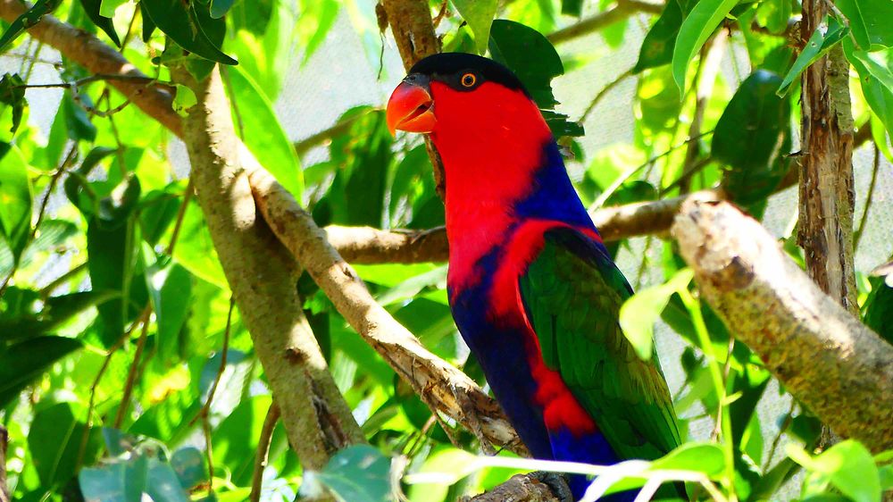 Bird World Kuranda - Perruche  