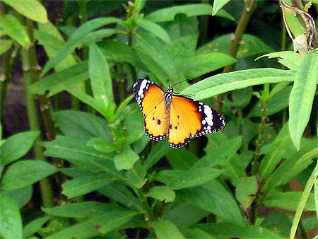 Papillon Papillon