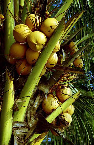 Coconuts Coconuts