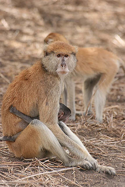 Un singe patas et son bébé