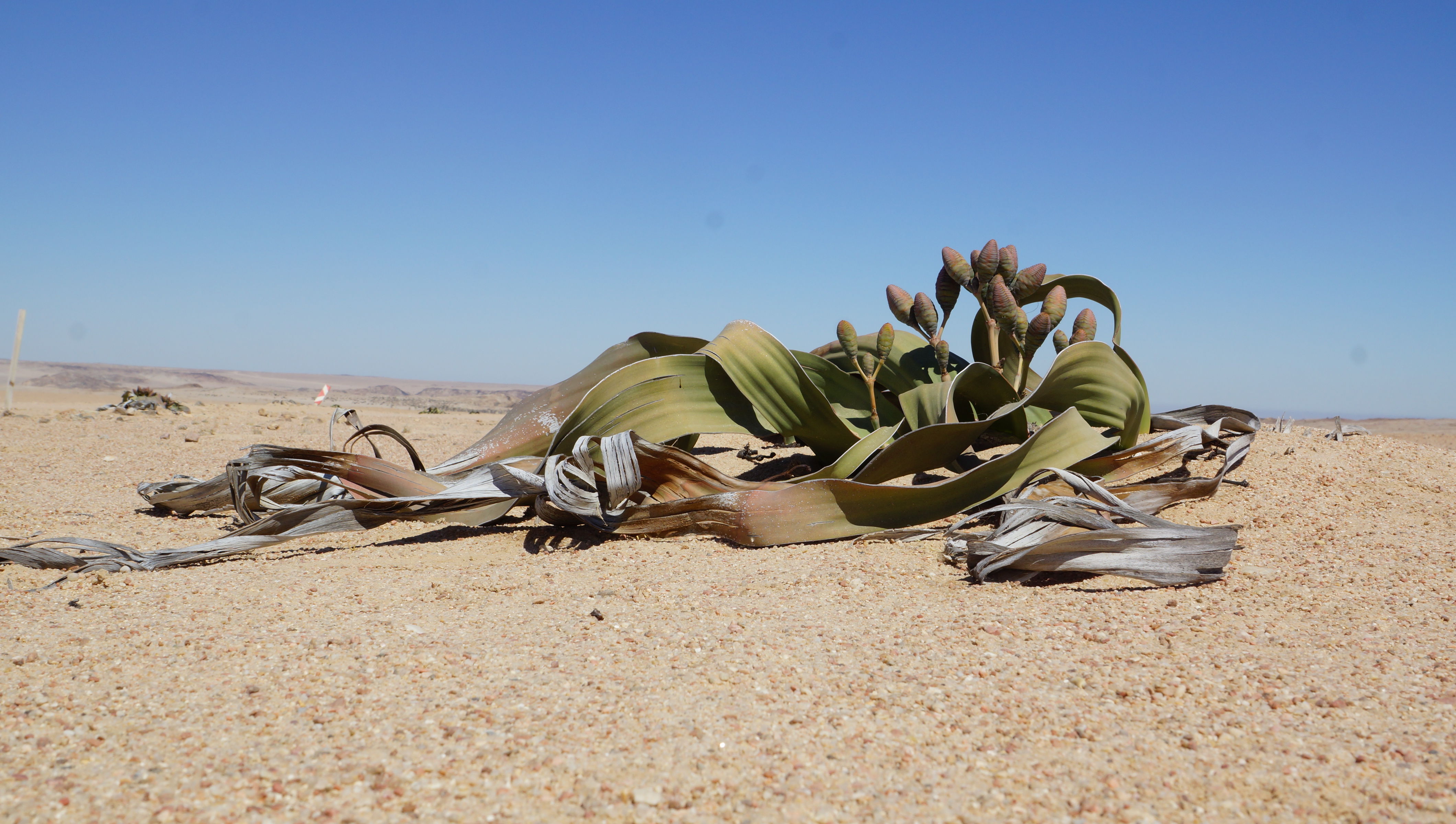 Welwitschia mirabilis plante du désert