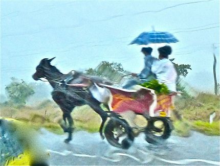 Carriole à cheval sous la pluie tropicale, Cuba