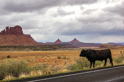Black bull in Moab