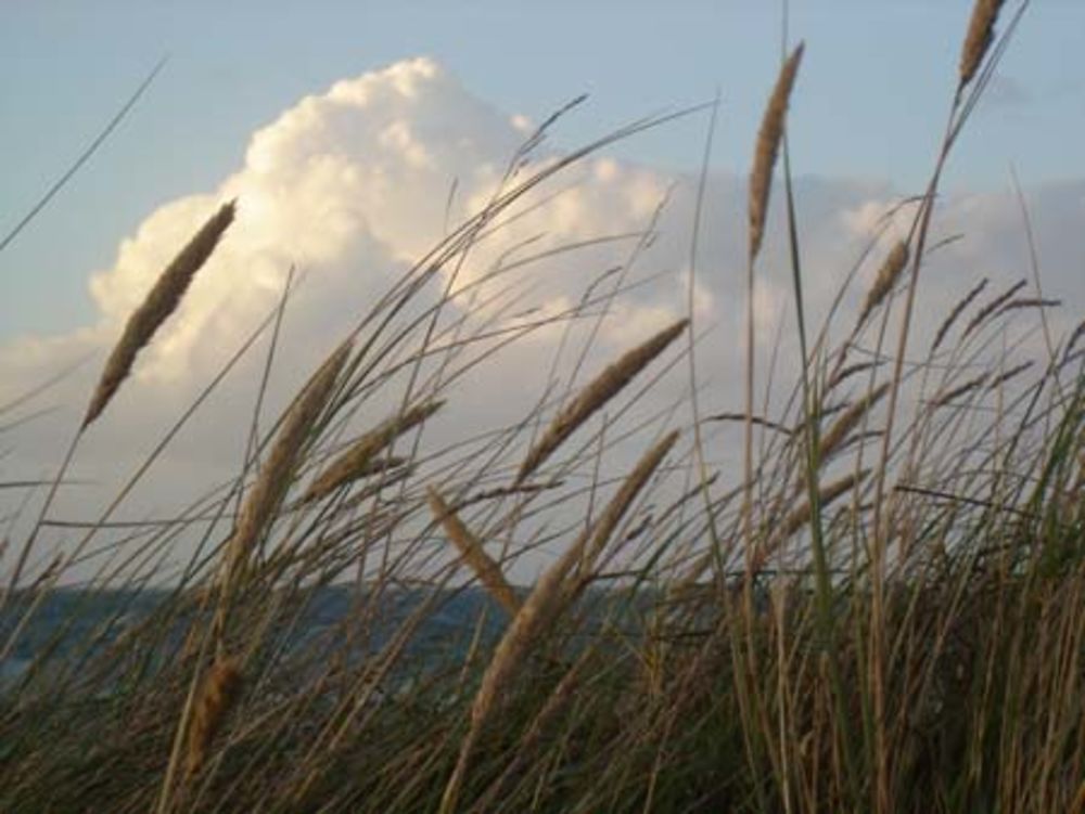 Le vent dans la verdure...