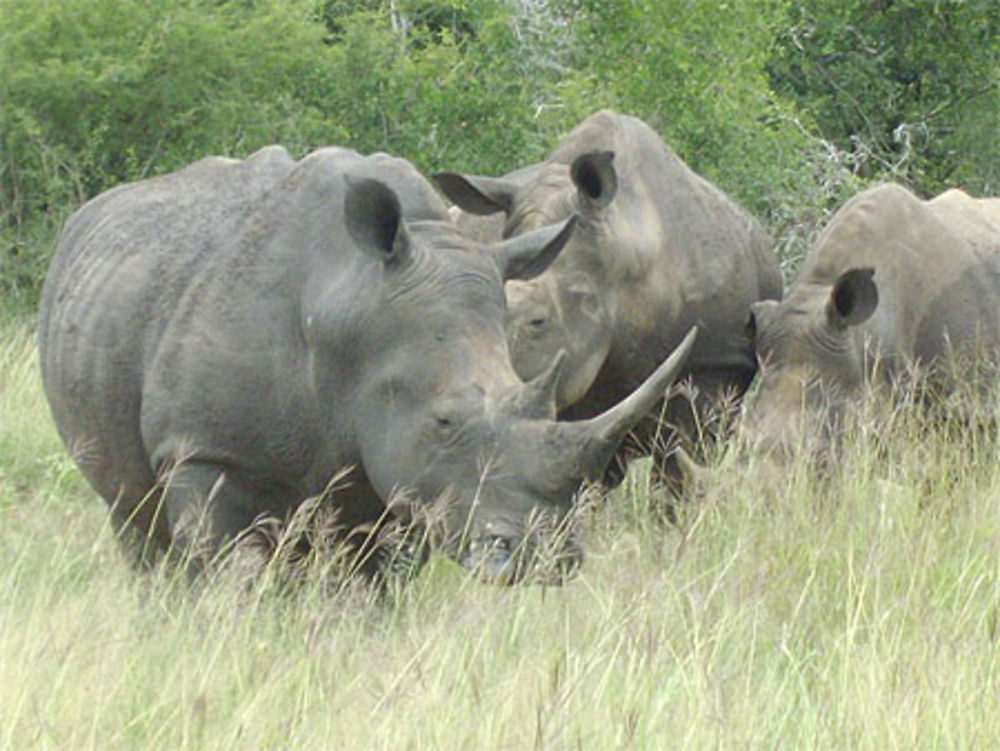 Safari à pied