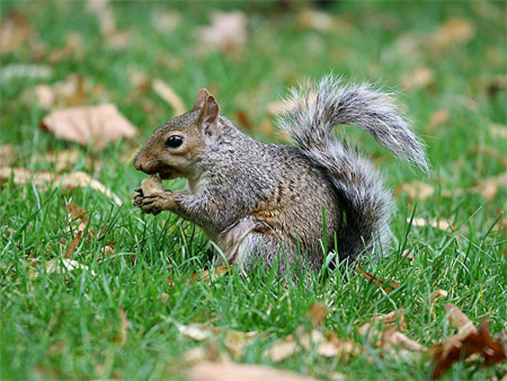 Ecureuil à Hyde Park