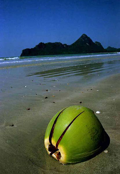Coconut sur la plage Coconut sur la plage