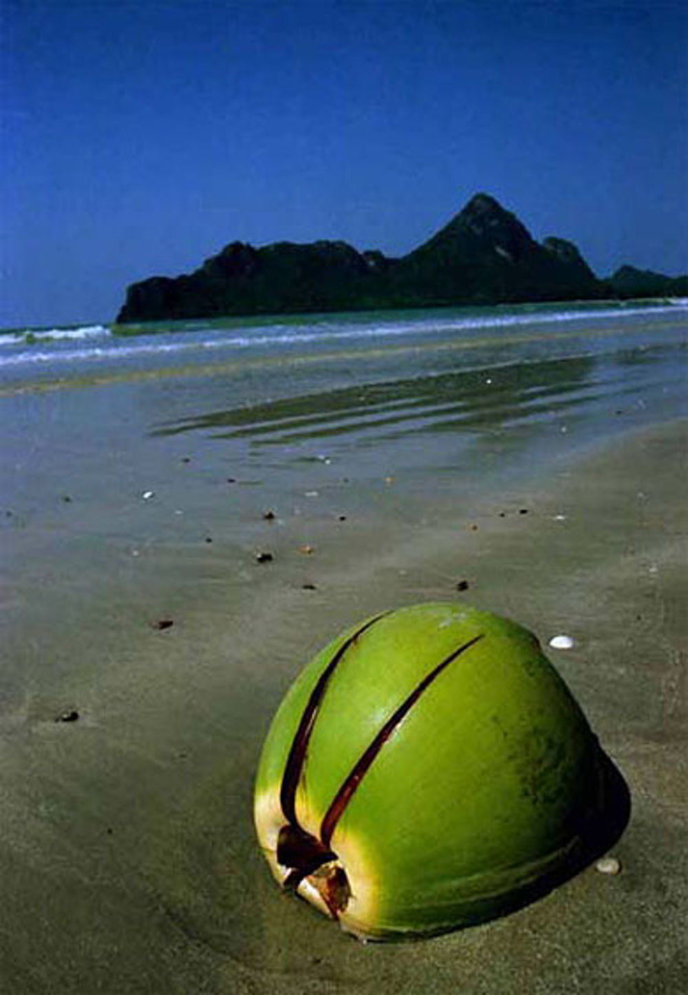 Coconut sur la plage