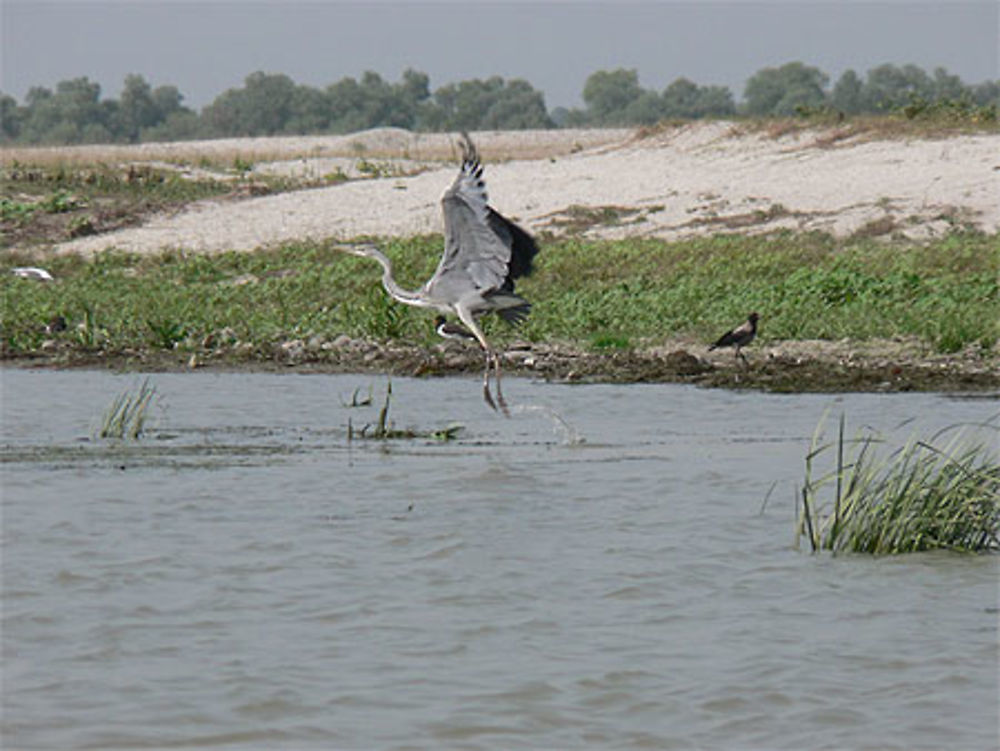 Delta du Danube