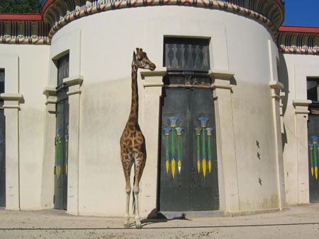 Girafe anorexique au zoo d'Anvers Girafe anorexique au zoo d'Anvers