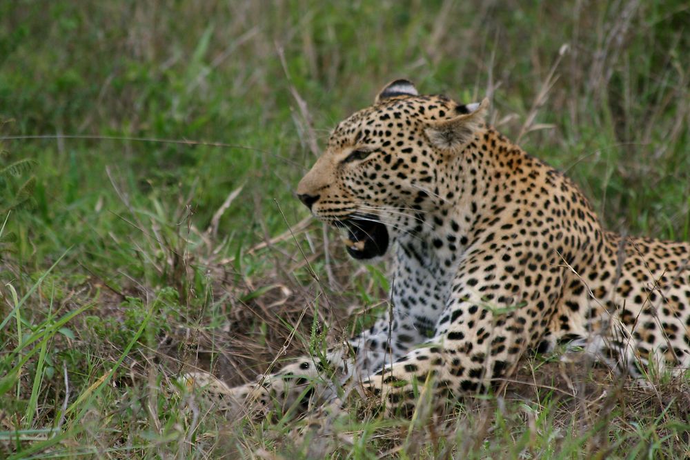 Léopard à Sabi Sand