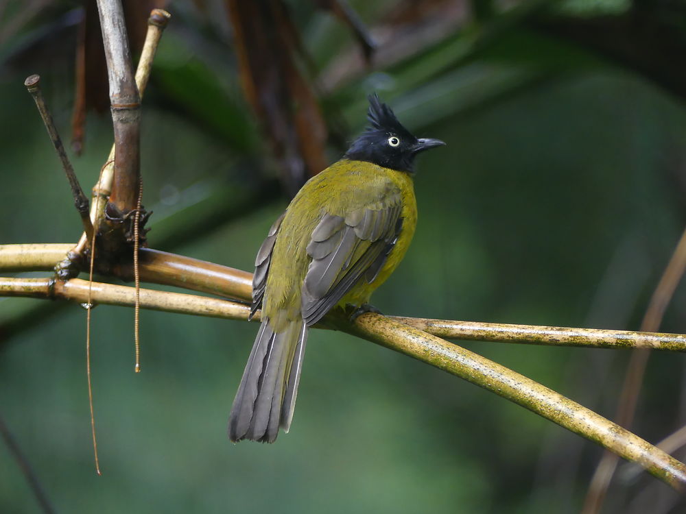 Bulbul à huppe noire