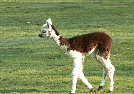 Les lamas près du Camping de Midwolda (Nord Est des Pays-Bas) Les lamas près du Camping de Midwolda (Nord Est des Pays-Bas)