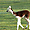 Les lamas près du Camping de Midwolda (Nord Est des Pays-Bas)