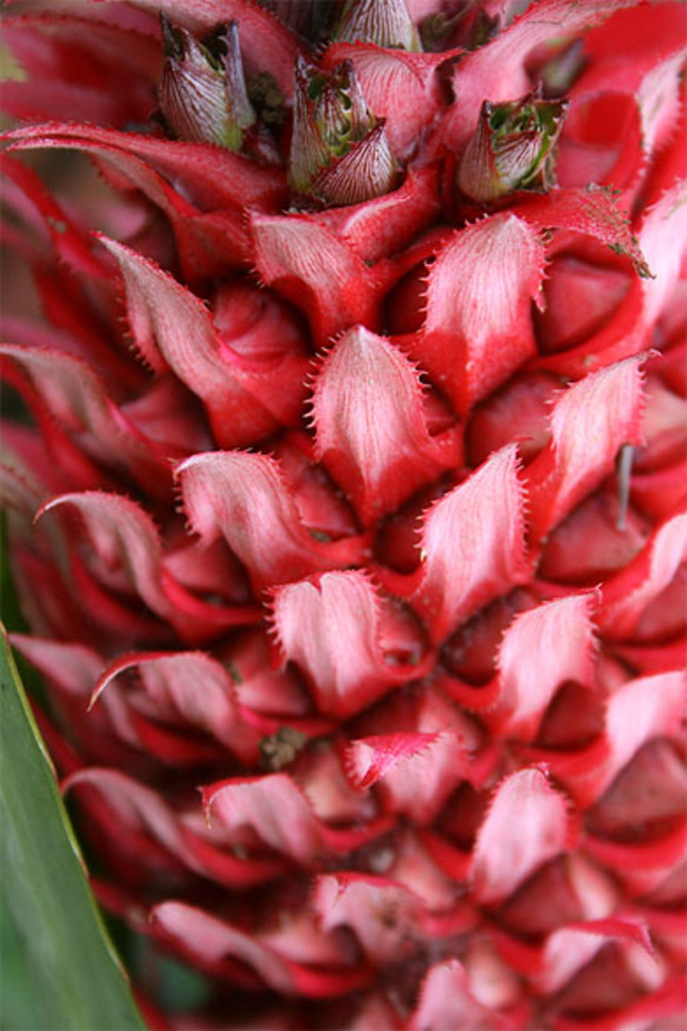 Ananas Fleur