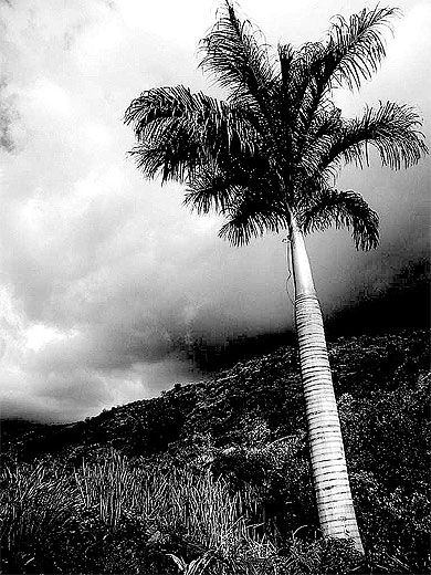 Ile de la R union Noir et blanc Arbres R union Routard