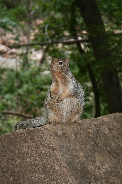 Un "rock squirrel" (un écureuil)