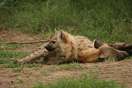 Hyène et sa progéniture