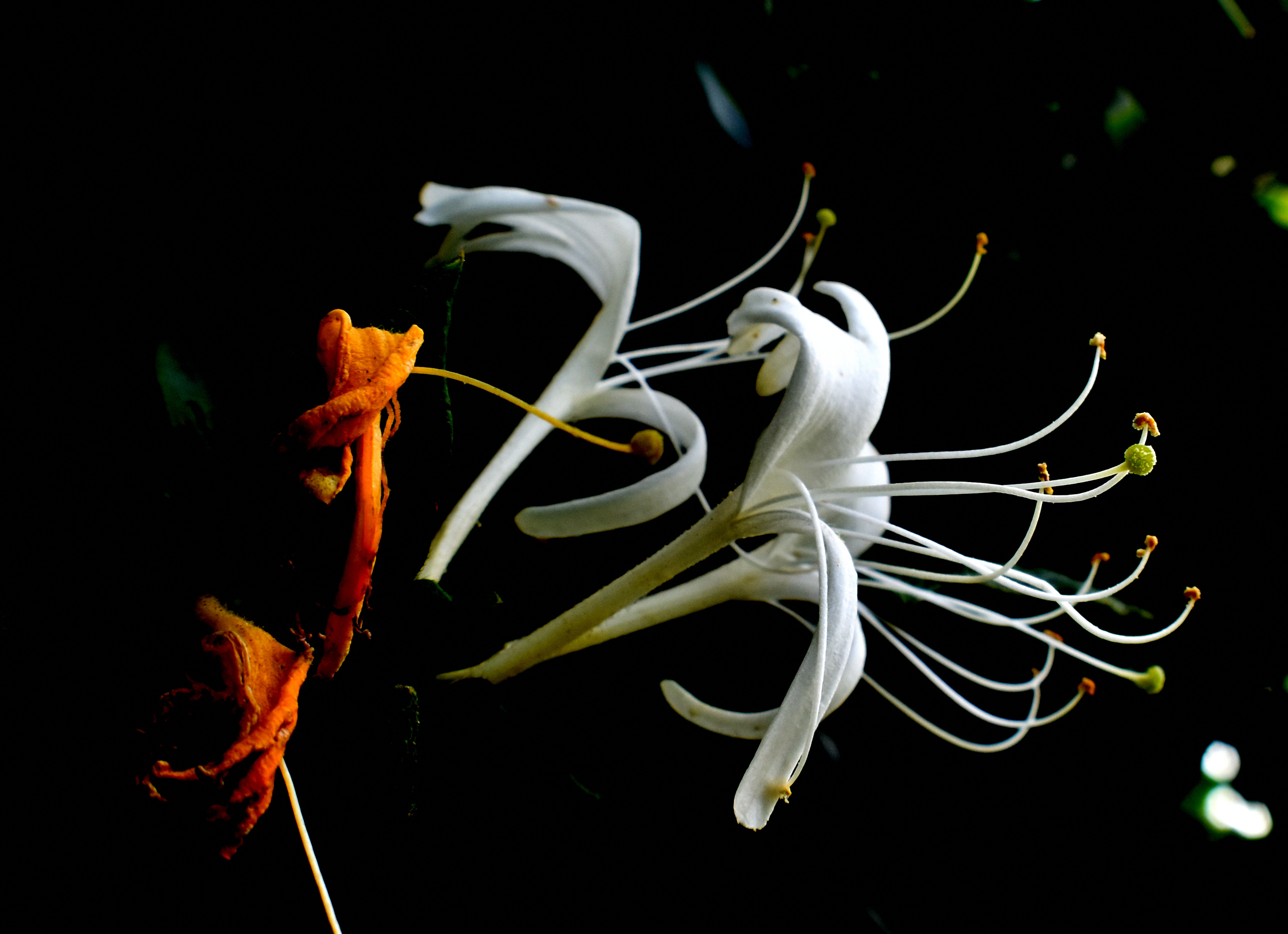 Madreselva Madreselva