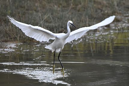 Aigrette garzette