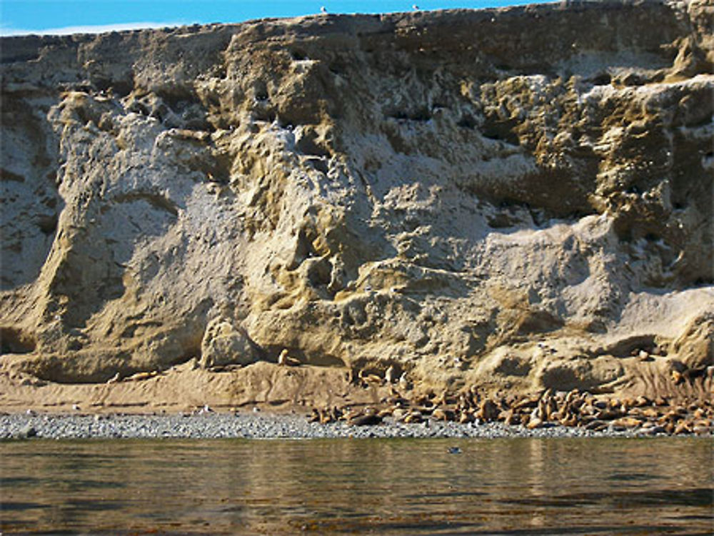 Lions de mer sur l'île Marta