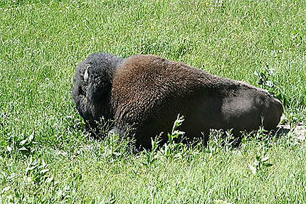 Yellowstone - buffalo