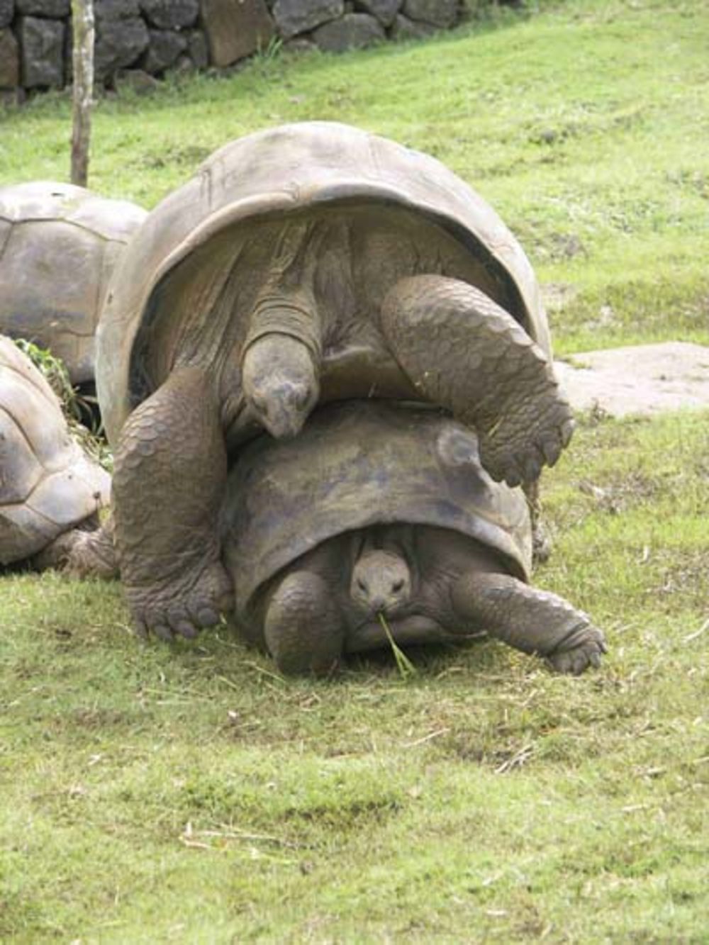 Tortues Géantes au Jardin Pamplemousse