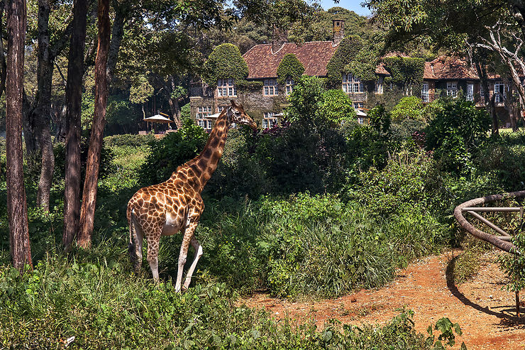 Giraffe Manor (Kenya) : breakfast avec les girafes