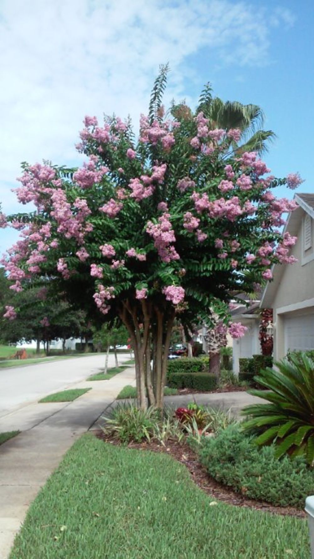 Lilas en fleurs été 2015