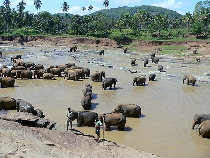 Orphelinat des éléphants à Pinnawela