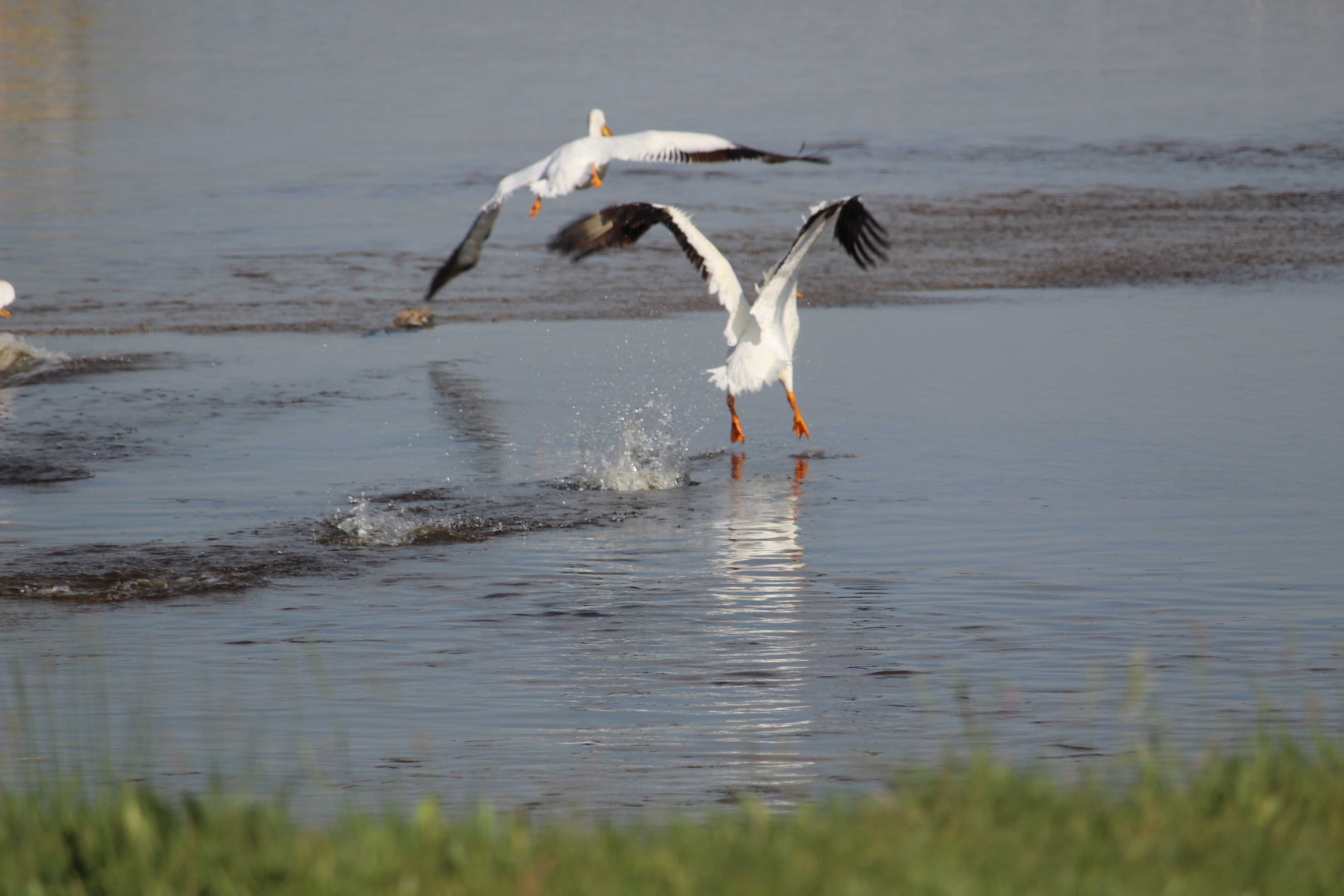Le départ, oiseaux à Saskatchewan Le départ, oiseaux à Saskatchewan