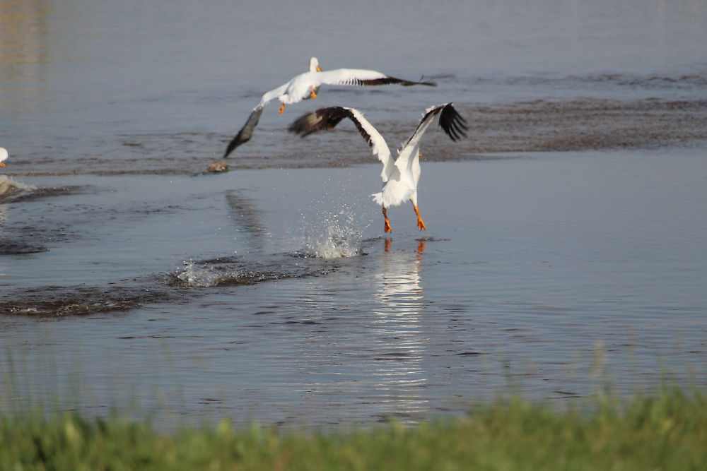 Le départ, oiseaux à Saskatchewan