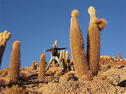 Cactus géant