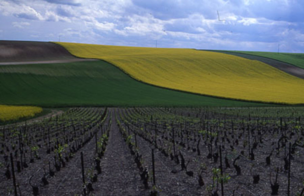 terres champenoises