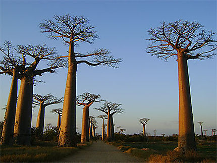 La magie des baobabs