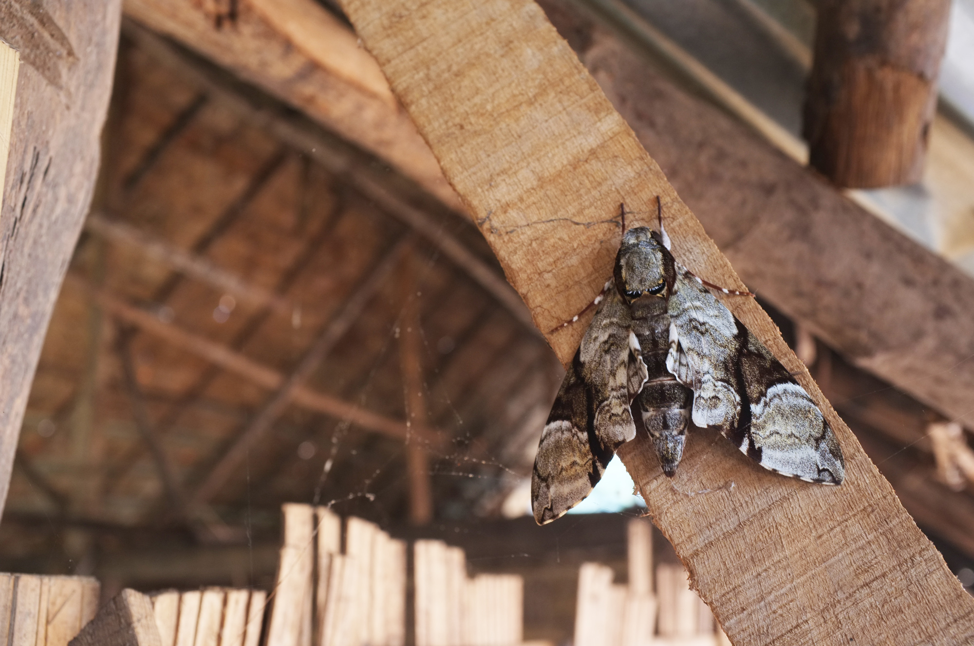 Sphinx endormi Sphinx endormi