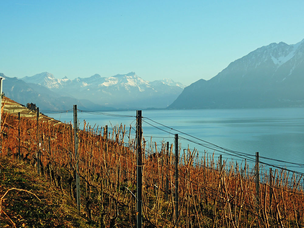 Vignoble à Epesses avec vue sur le lac Léman